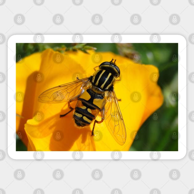 Hover Fly Sticker by AH64D